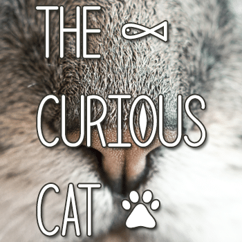 The Curious Cat Font