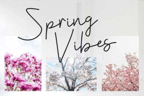 Violia Script Font 6