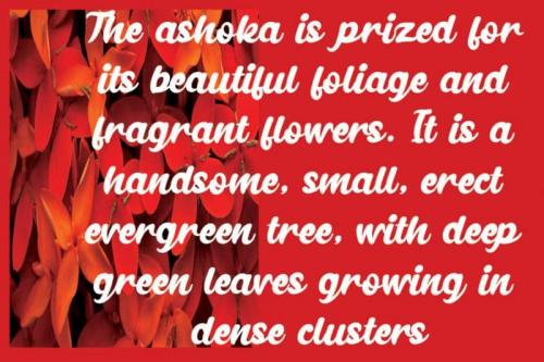 Ashoka Bold Script Font 1