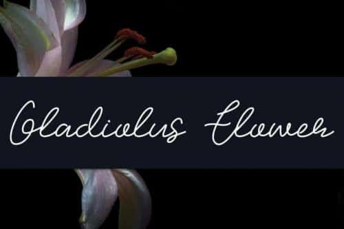 Gladiolus Flower Handwritten Font