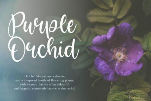 Bright Violet Font 1