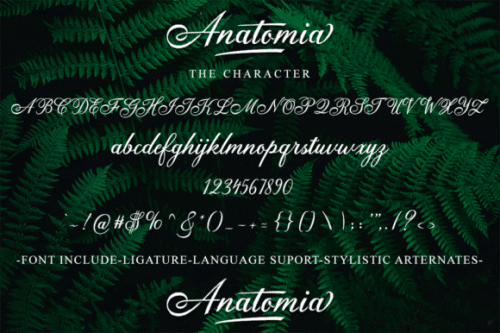 Anatomia Script Font 9