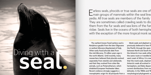 Ardena Sans Serif Font 4