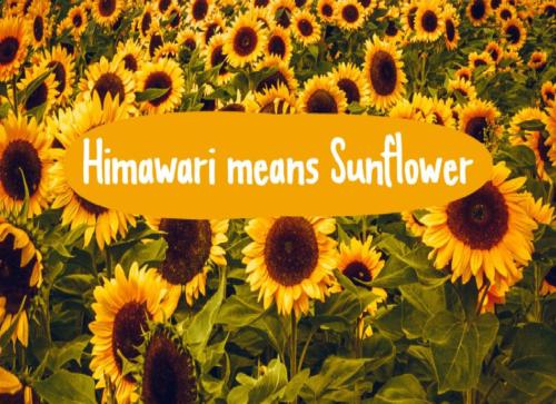 Himawari-Script-Font-0