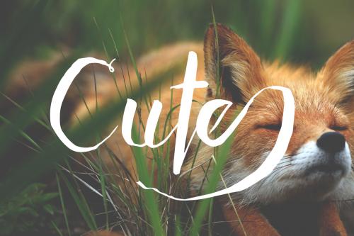 Adventurous Script Font
