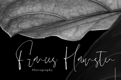 Hasting Script Font
