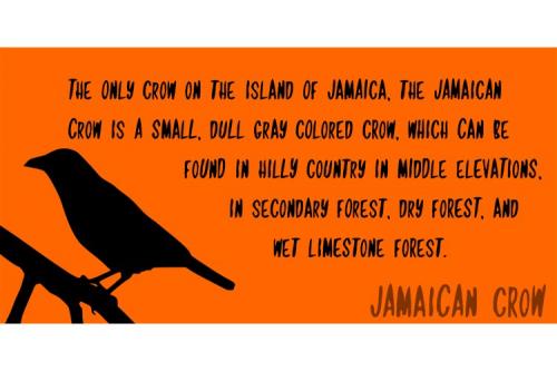 Jamaican Crow Script Font