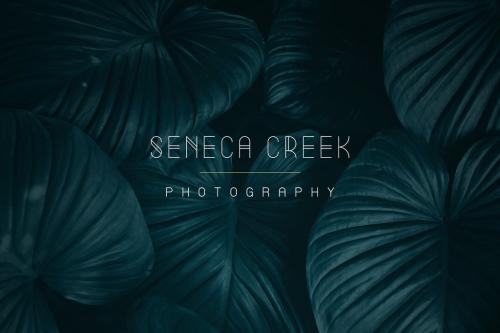Summer Font Family